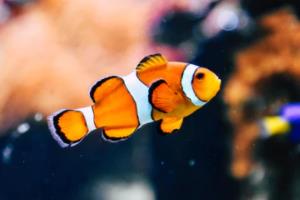 2026年世界杯亚洲区预选赛晋级规则解析世界杯亚洲区预选赛晋级规则